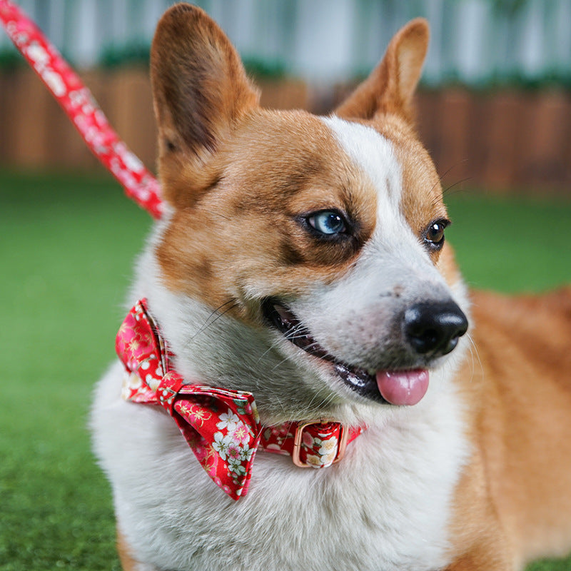Ensemble laisses et collier pour chien, motif floral rouge