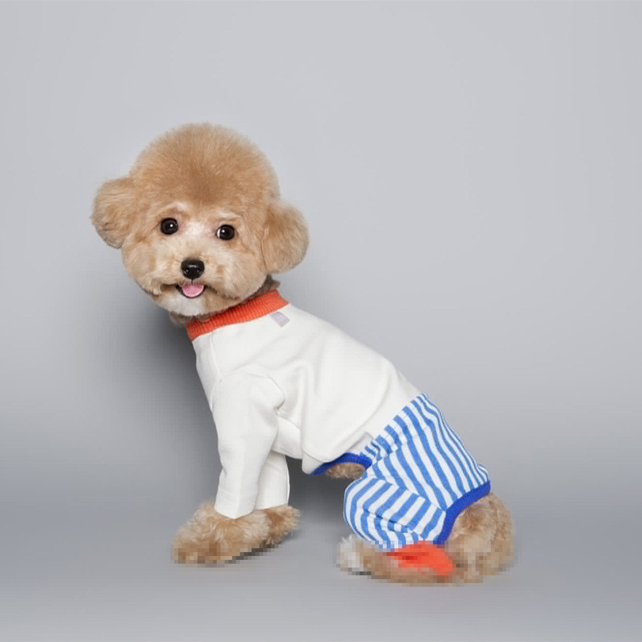 Combinaison Color Block pour Chien de Compagnie