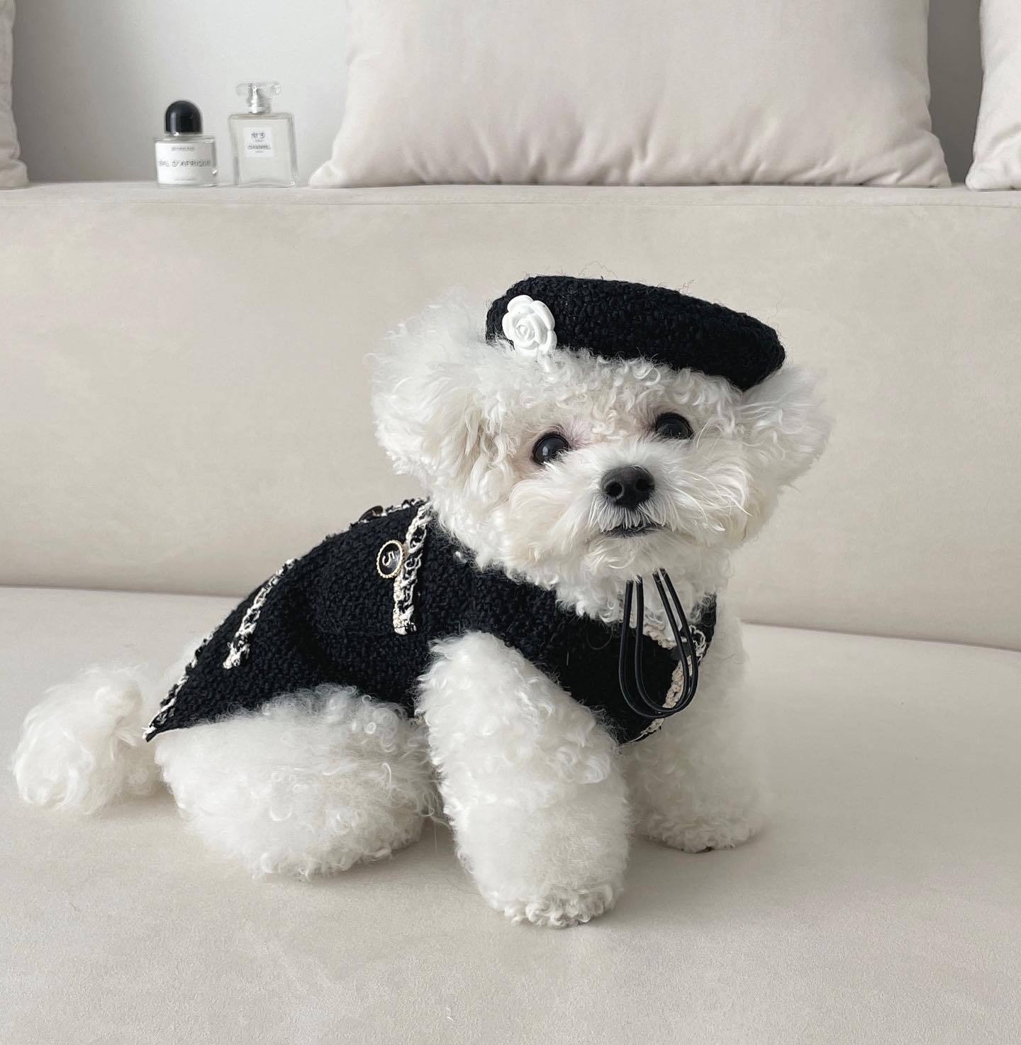 Accessoires pour chiens et chats : Bonnet tricoté