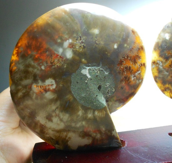 Natural Conch Fossil Rough Stone Ornament