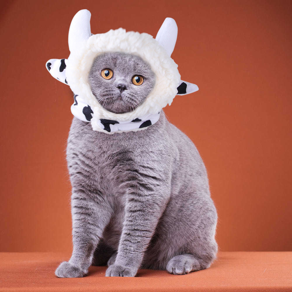 Chapeau de compagnie pour cheveux bouclés, chat, déguisement amusant, produits pour animaux de compagnie