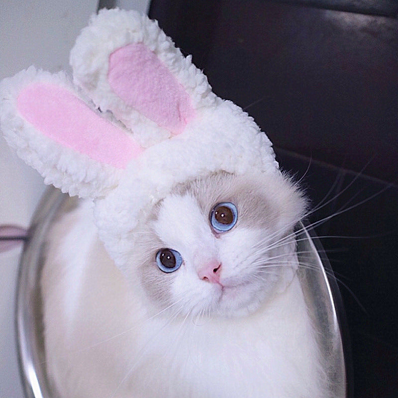 Chapeau de compagnie pour cheveux bouclés, chat, déguisement amusant, produits pour animaux de compagnie