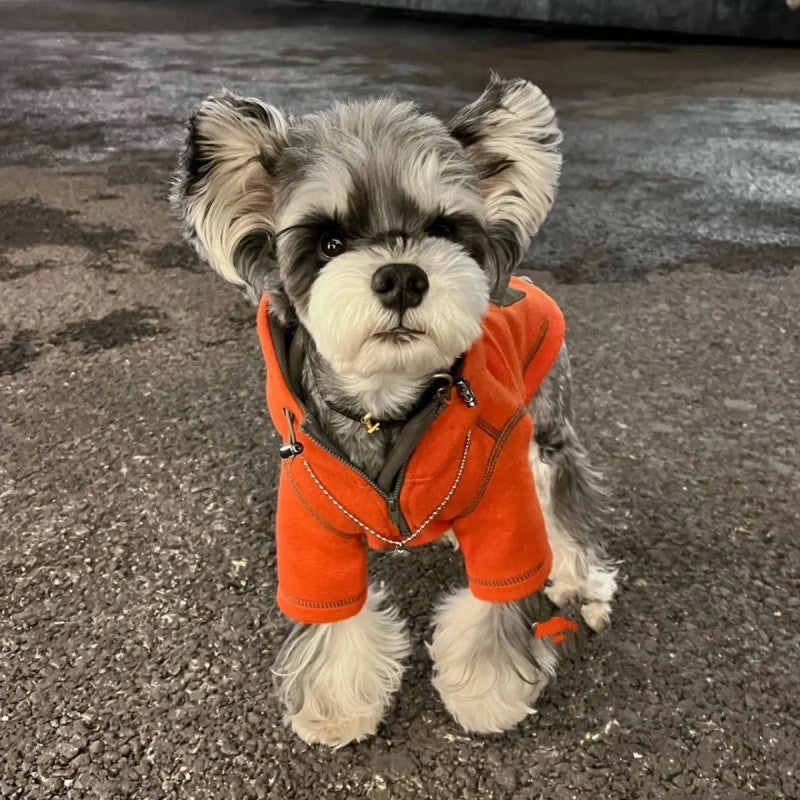 Vêtements d'automne pour petits chiens, pull à capuche à deux pattes