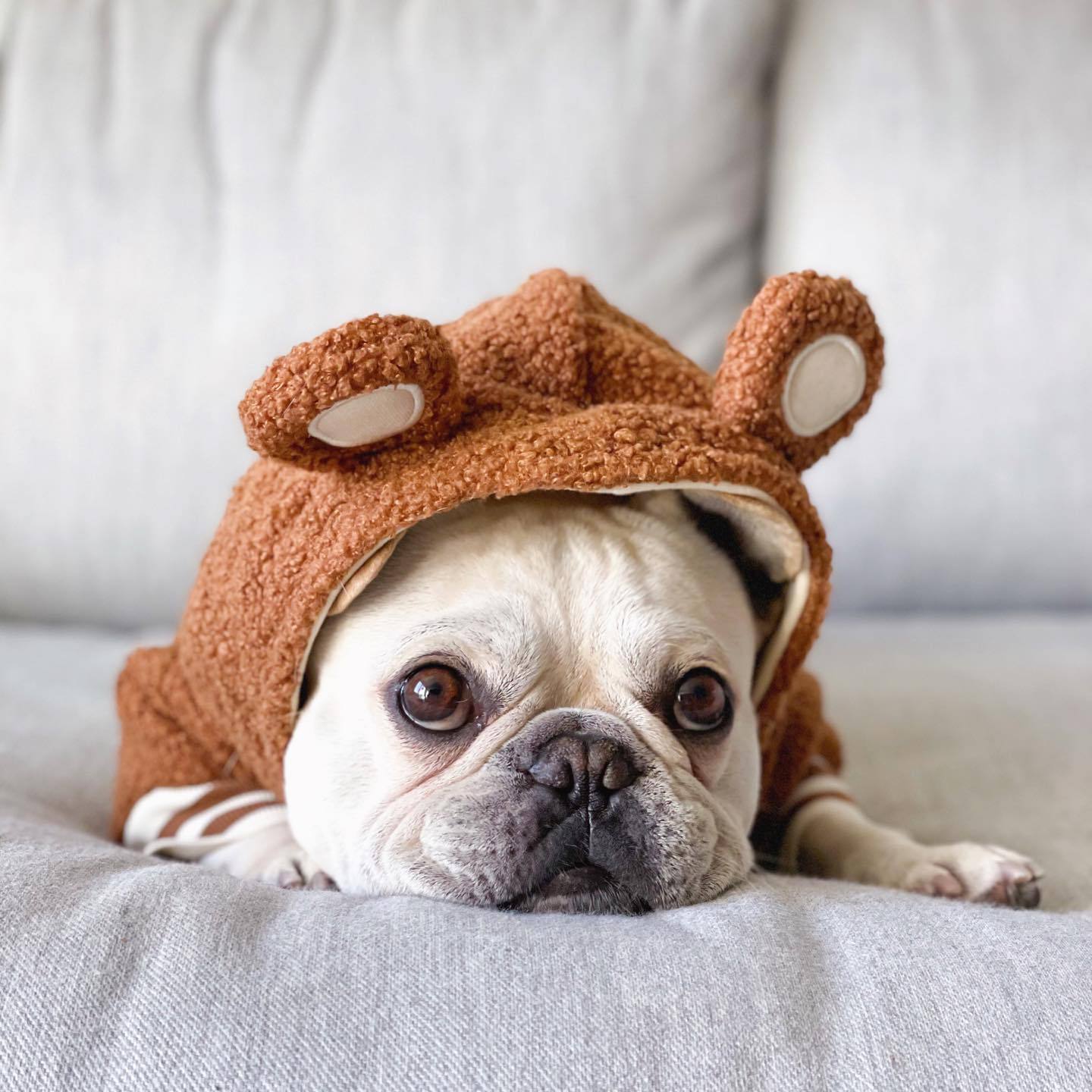 Marque de mode pour animaux de compagnie Pull chaud à capuche doublé polaire pour animaux