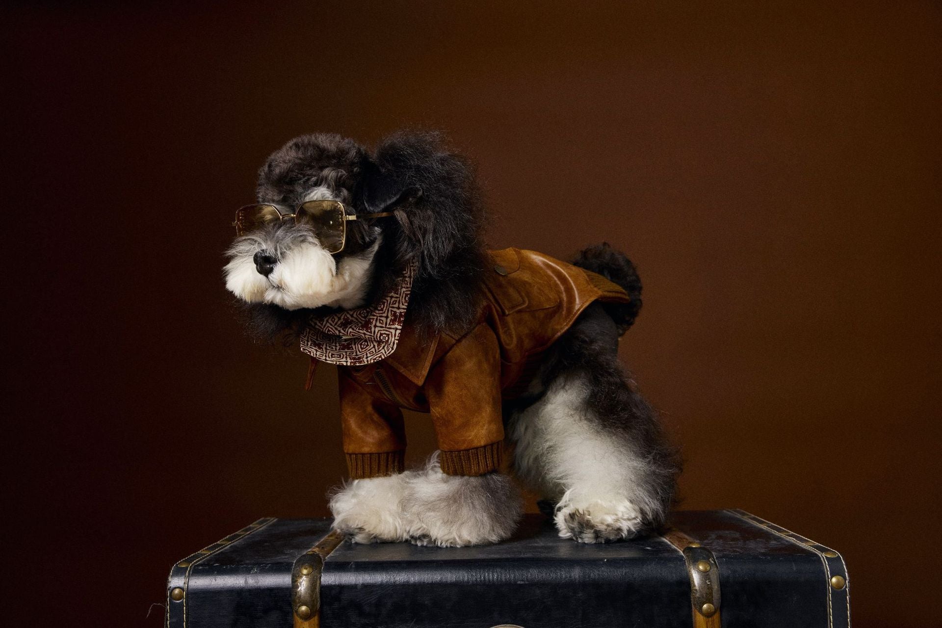 Manteau en cuir à manches longues et à deux pattes de style rétro, idéal pour Schnauzer Bichon