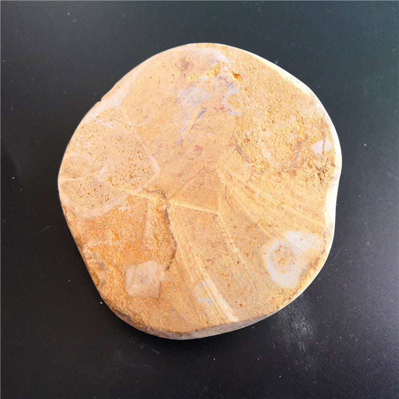 Spécimen de fossile d'oursin naturel Pierre brute