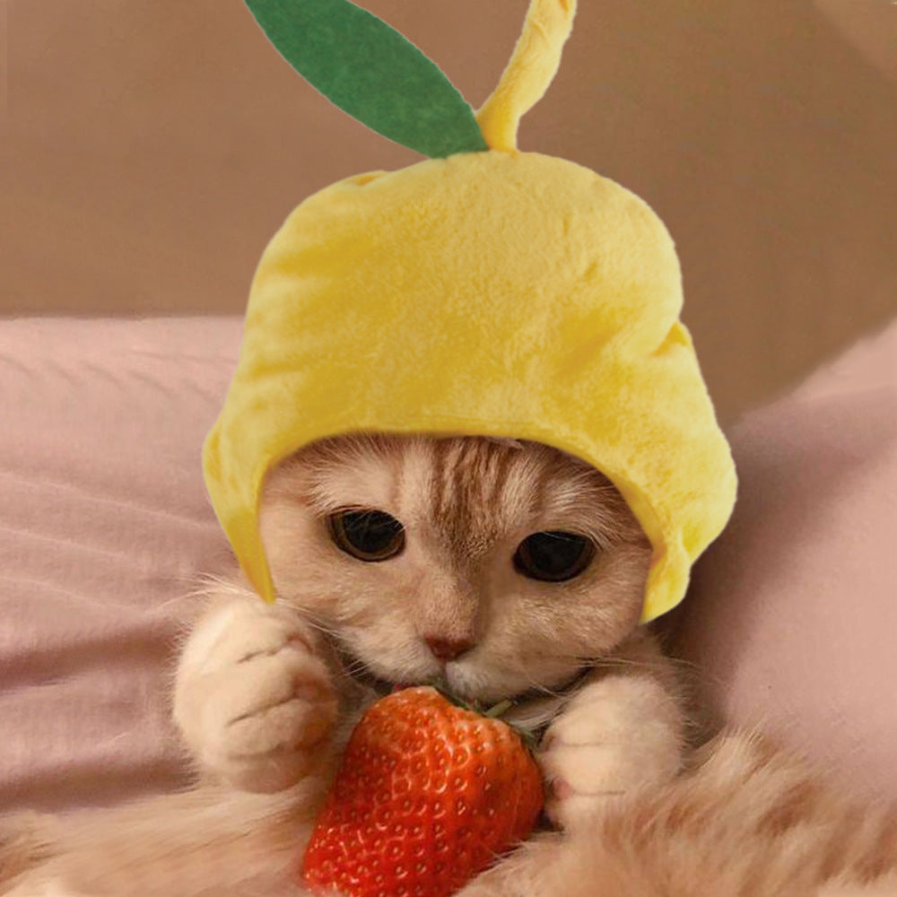 Chapeau de compagnie pour cheveux bouclés, chat, déguisement amusant, produits pour animaux de compagnie