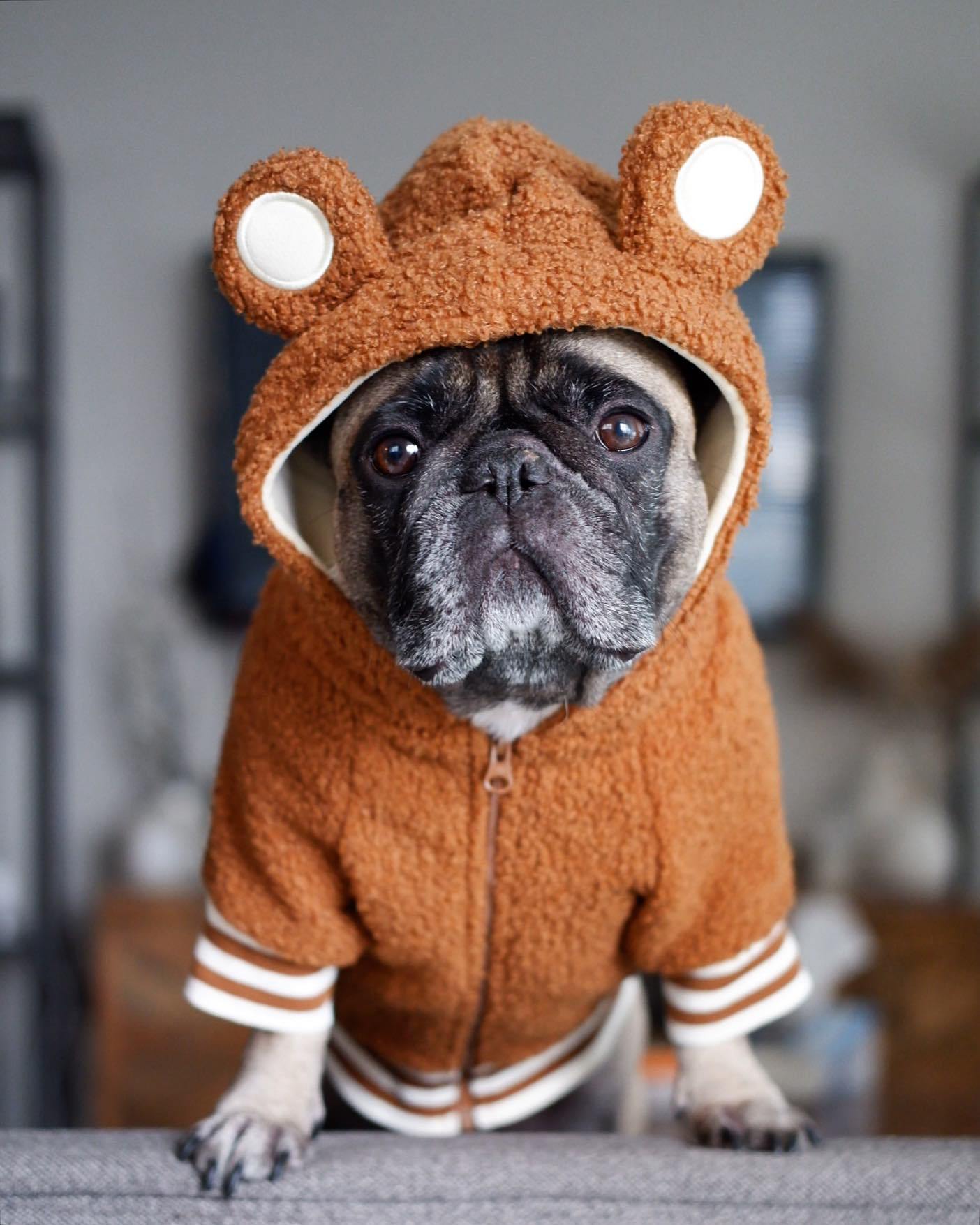 Marque de mode pour animaux de compagnie Pull chaud à capuche doublé polaire pour animaux