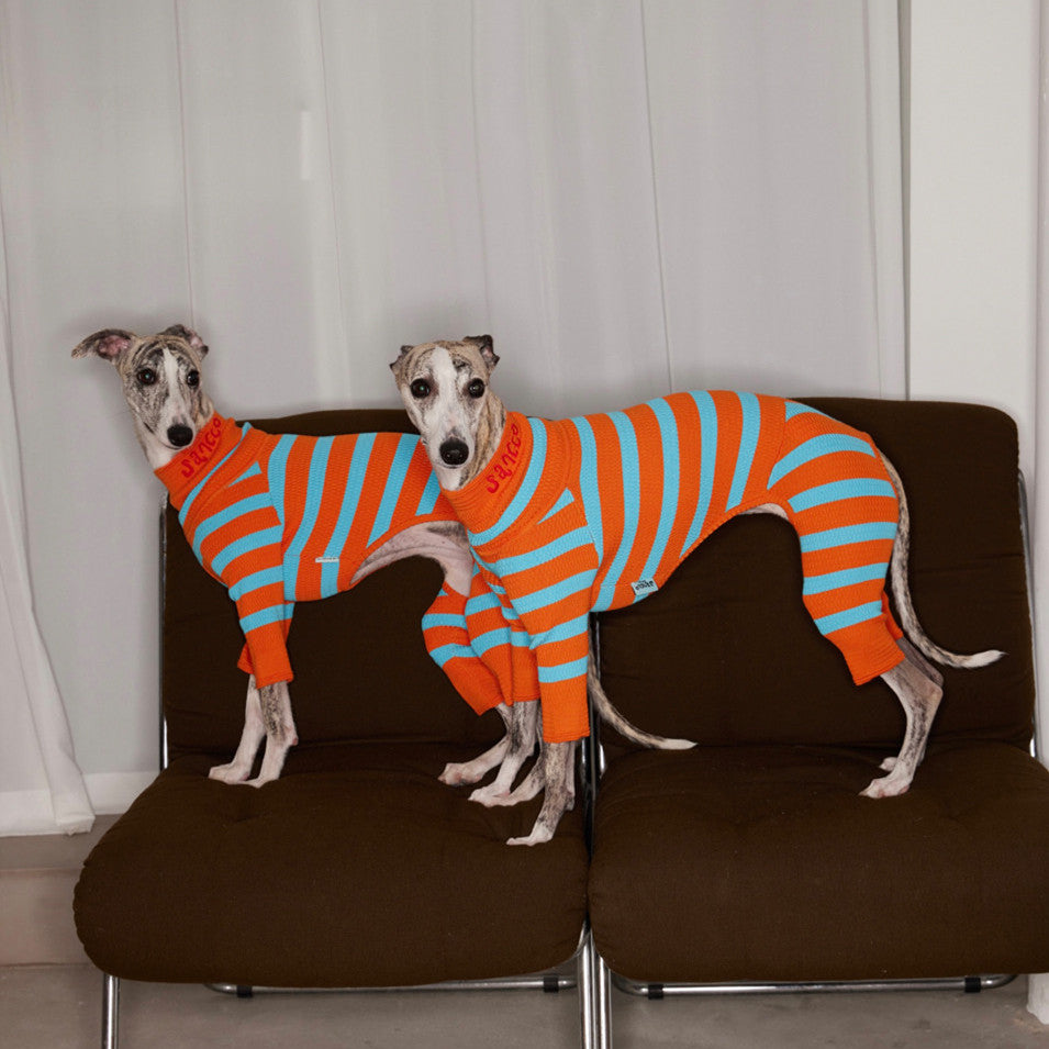 Vêtements tricotés extensibles à quatre pattes pour animaux de compagnie de couleur contrastée