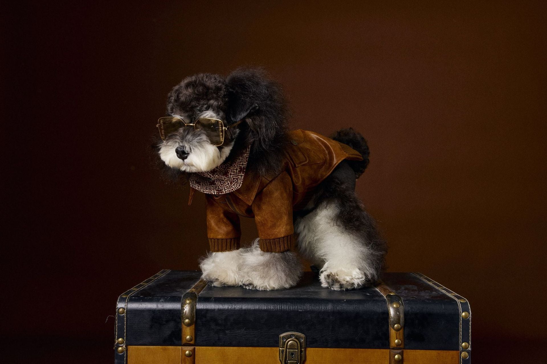 Manteau en cuir à manches longues et à deux pattes de style rétro, idéal pour Schnauzer Bichon