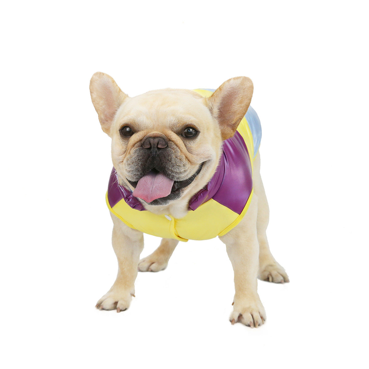 Costume de gilet en coton pour taureau de compagnie arc-en-ciel