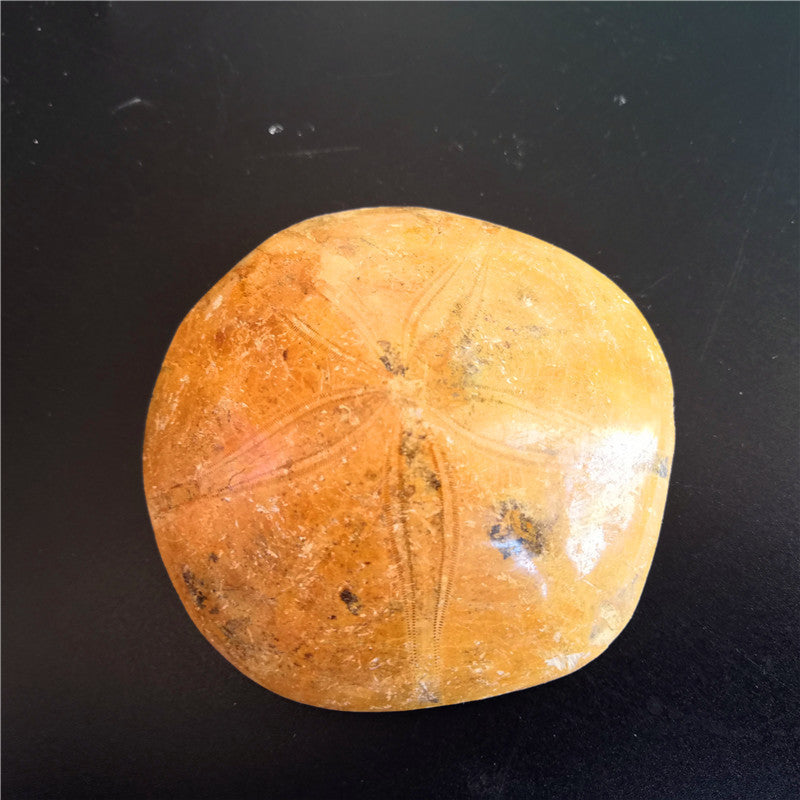 Spécimen de fossile d'oursin naturel Pierre brute