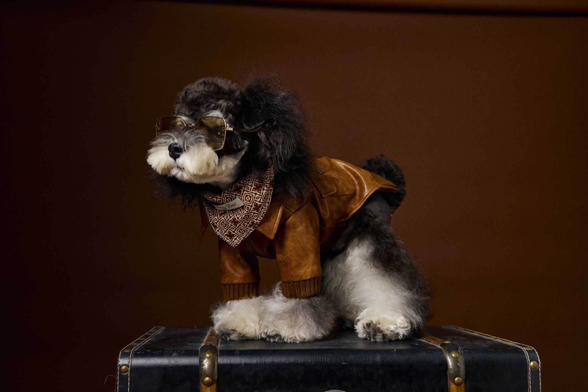 Manteau en cuir à manches longues et à deux pattes de style rétro, idéal pour Schnauzer Bichon