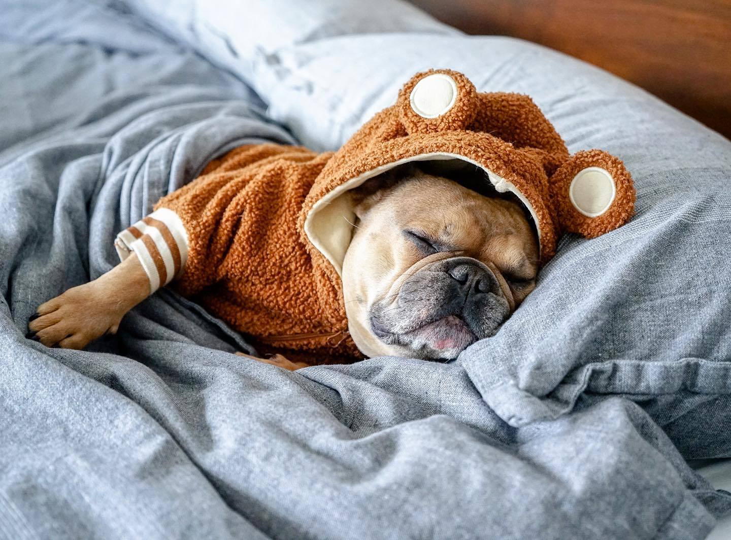 Marque de mode pour animaux de compagnie Pull chaud à capuche doublé polaire pour animaux