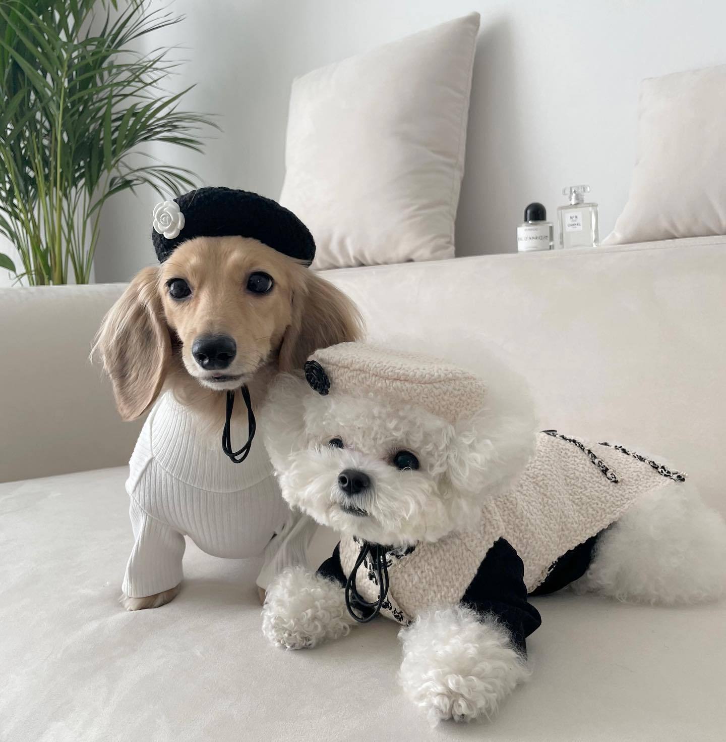 Accessoires pour chiens et chats : Bonnet tricoté