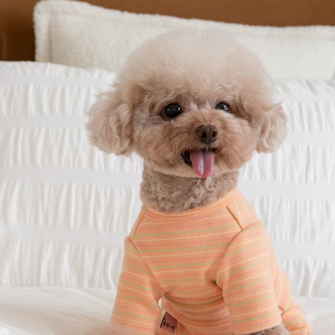 Vêtements pour chiens à quatre pattes