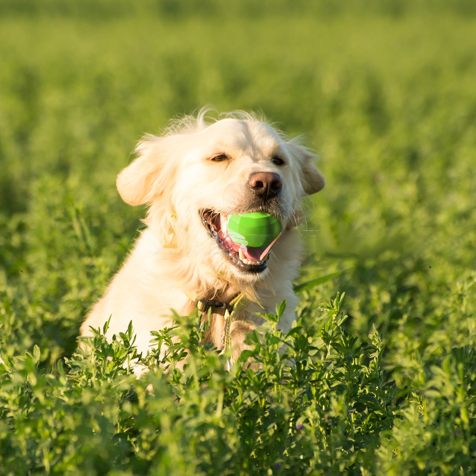 Dog Squeaky Toy For Aggressive Chewers Interactive Dog Toys For Medium Large Dogs Teeth Cleaning Large Breed Ball Chew Toy With Non Toxic Natural Rubber