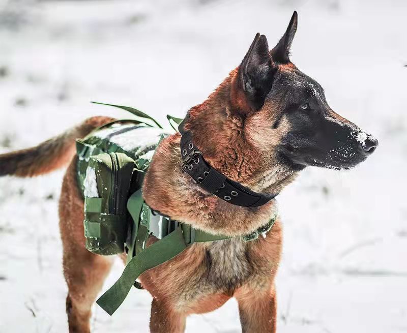 Medium Large Dog Collar Outdoor Tactics Nylon Collar
