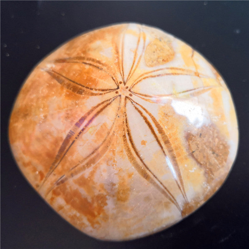 Natural Sea Urchin Fossil Specimen Raw Stone