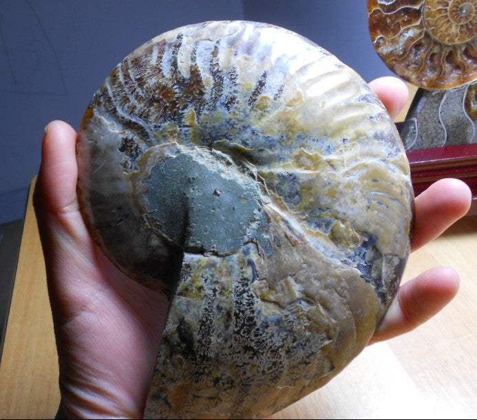 Natural Conch Fossil Rough Stone Ornament