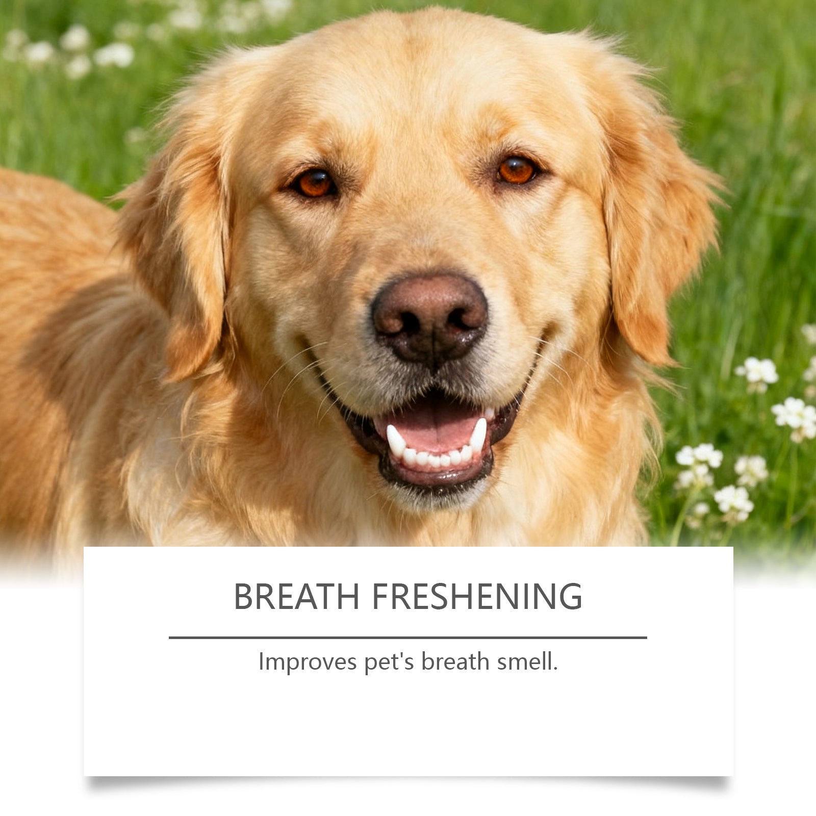 Pet Tooth Cleaning Powder