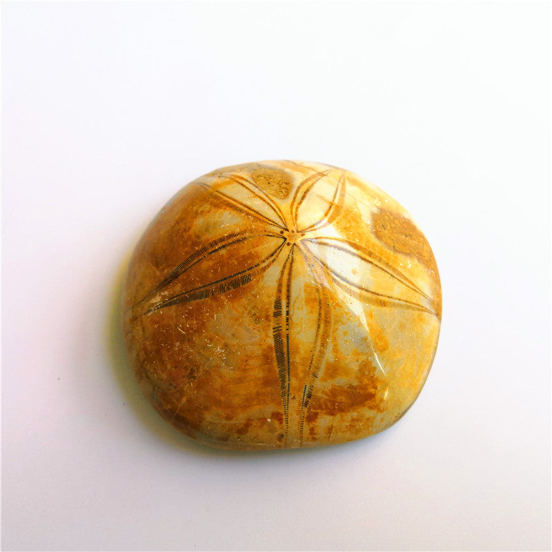 Natural Sea Urchin Fossil Specimen Raw Stone