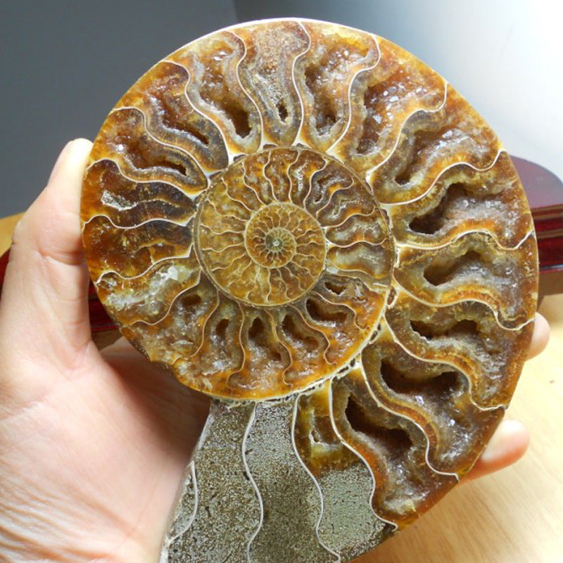Natural Conch Fossil Rough Stone Ornament
