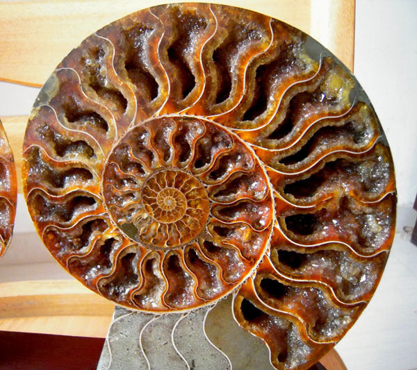 Natural Conch Fossil Rough Stone Ornament