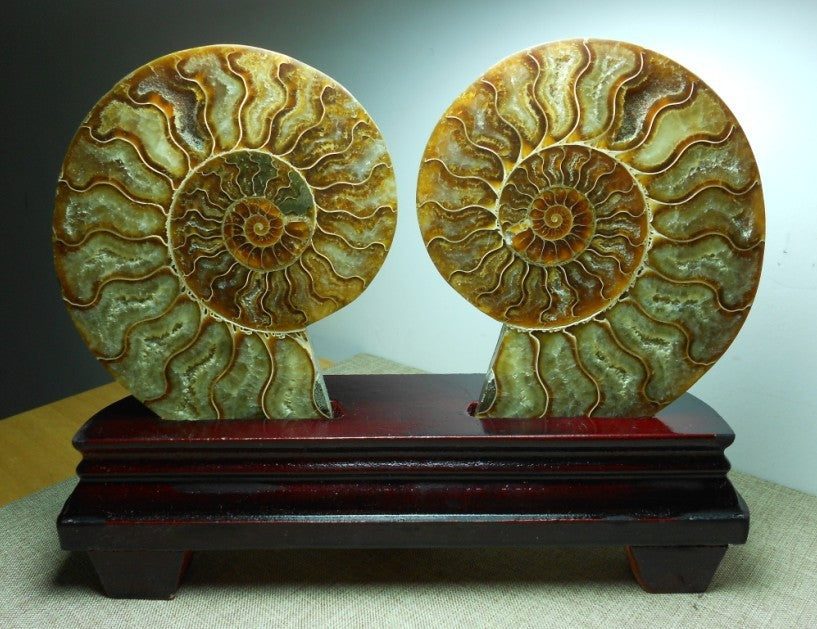 Natural Conch Fossil Rough Stone Ornament