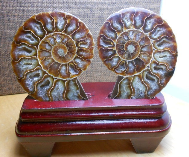 Natural Conch Fossil Rough Stone Ornament