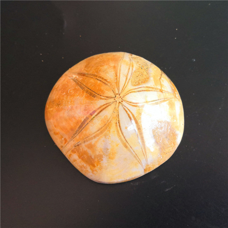 Natural Sea Urchin Fossil Specimen Raw Stone